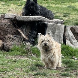 Cairn Terrier All Grown Up from Central Oregon Cairn Terriers