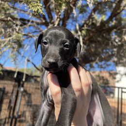 Hiccup - Black male Italian Greyhound puppy in Fredonia, Arizona from Black Hill Italian Greyhounds