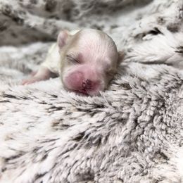 Shih Tzu Puppies from Jennifer Lopez