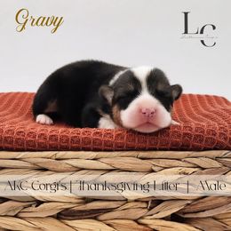 Gravy - Black and tan male Pembroke Welsh Corgi puppy in Pine Village, Indiana from NL Horsemanship