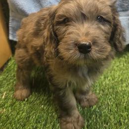 Boomer - Merle male Goldendoodle puppy in Dallas, Texas from Bishop Golden Doodles