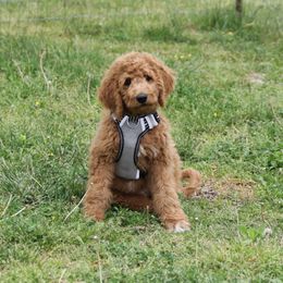 Goldendoodle Puppies from Knapp's Paw Prints
