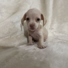 Dachshund Puppies from Brittany Corbin
