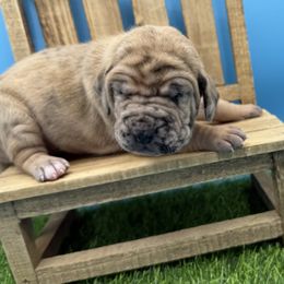 Great Dane Puppies from Top Brackett Danes