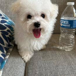 Teddy - White male Maltese puppy in Dallas, Texas from Dallas Darling Maltese