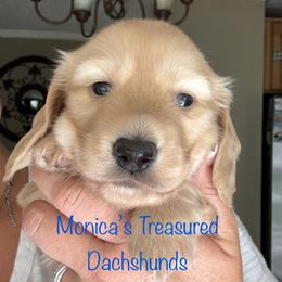 Boy - Cream male Dachshund puppy in Humble, Texas from Monica’s Treasured Dachshunds