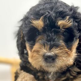 Girl 2 - Phantom Bernedoodle puppy in Draper, Utah from Draper Doodles
