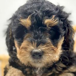 Girl 2 - Phantom Bernedoodle puppy in Draper, Utah from Draper Doodles