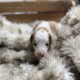 Ariat - Parti male Poodle puppy in Ault, Colorado from The Peaks Premium Poodles