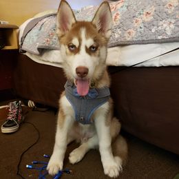 Siberian Huskies from Heather's Happy Huskies