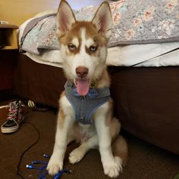 Siberian Huskies from Heather's Happy Huskies