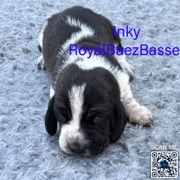Inky - Black and white male Basset Hound puppy in Sidney, Nebraska from Royal Baez Basset
