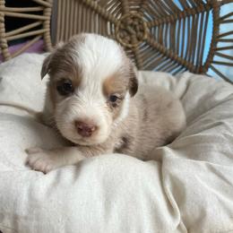 Joy - Red merle female Australian Shepherd puppy in Grants Pass, Oregon from Carmel Mountain Aussies