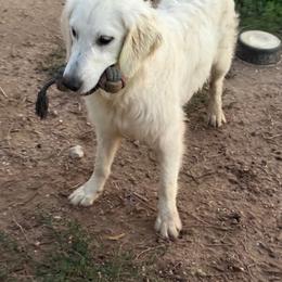 Dixie - Light golden female Golden Retriever puppy in Colorado Springs, Colorado from Sharp Guardians and Goldens