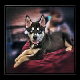 Jax - Black and white male Siberian Husky puppy in Spring Hill, Florida from Siberian Huskies of Tampa Bay