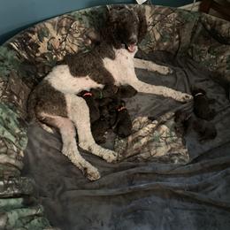 Goldendoodle Puppies from Sturgeon River Doodles