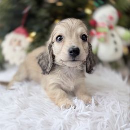 Lexi 1st pictures in group - Cream female Dachshund puppy in Richmond, Virginia from Irresistible Dachshunds & Cavaliers