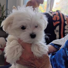Boy 1 - White and lemon male Maltese puppy in Albuquerque, New Mexico from SugarBellsMaltese
