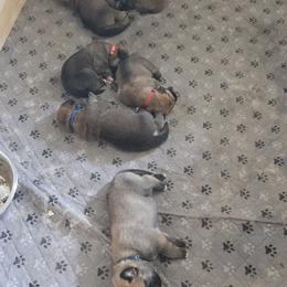 Fiona - Red female Spanish Mastiff puppy in Prosperity, Pennsylvania from Prosperity Guardians