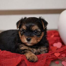 Boy 2 - Black and tan male Yorkshire Terrier puppy in Carmichael, California from Mckeever's Yorkies