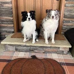 Miniature Australian Shepherd puppies from Appalachian Aussies