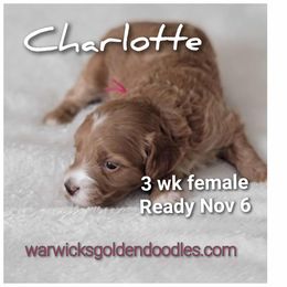 Charlotte- pink - Red  female Goldendoodle puppy in Fort Worth, Texas from Stacy Warwick