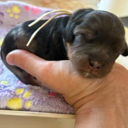 Pancake - Merle female Cavapoo puppy in Adrian, Oregon from ApplebyFarm