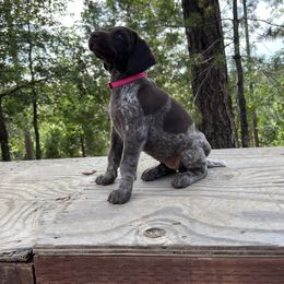 German Shorthaired Pointer Puppies from Kahaka Kennels