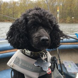 Mac or Macky - Poodle