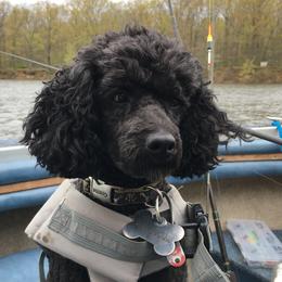 Mac or Macky - Poodle