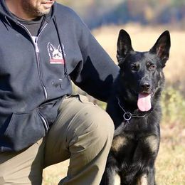 German Shepherds from Kriegshund-Zug German Shepherds