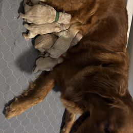 Blitzen - Golden female Golden Retriever puppy in Peoria, Arizona from Westwing Retrievers