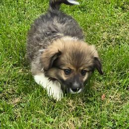 CHARLIE - Sable male American Corgi puppy in Walker, Iowa from Double K Corgis