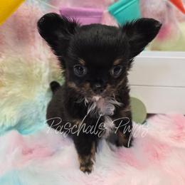 Ruby - Black and tan female Chihuahua puppy in Bowdon, Georgia from Paschal's Pups