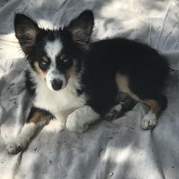 Toy Australian Shepherd All Grown Up from The Ranch of the Sun Toy Aussies