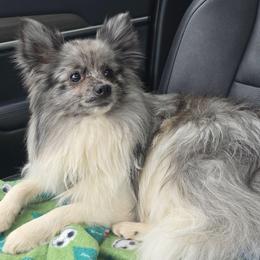 Hunnibunnies Gimzo - Blue merle male Pomeranian puppy in Cleveland, Ohio from Hunnibunnies