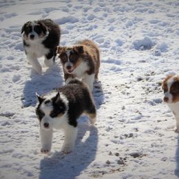 Australian Shepherd and Soft Coated Wheaten Terrier Puppies from Ironwood Ridge Kennels
