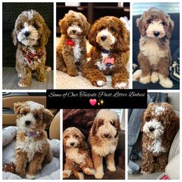 Simba - Red  male Goldendoodle puppy in Bristol, Tennessee from 4goldendoodles