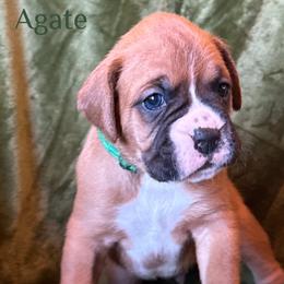 Boxer Puppies from Vincent's Pride Boxers