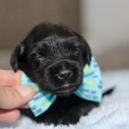 Pippi - Black female Australian Labradoodle puppy in Calhoun, Louisiana from Arrowhead Australian Labradoodles