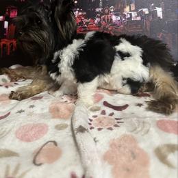 Yorkshire Terrier puppies from K's Luxurious Yorkies