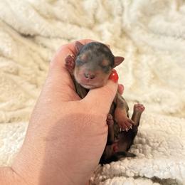 Vivian 3500 - Parti female Yorkshire Terrier puppy in Midland, Texas from Southern Yorkie Pies