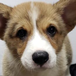 Pembroke Welsh Corgis from Margaret Rakos's Pembroke Welsh Corgis