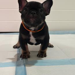 Orange collar - Black and tan male French Bulldog puppy in Washington from Pawcific Coast Bullies