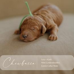 Chewbacca - Red  male Goldendoodle puppy in Hiddenite, North Carolina from Rose and Reid Doodles