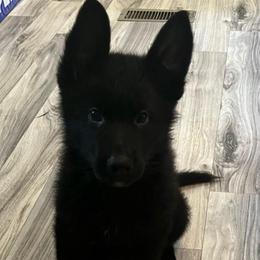 Boy 1 - orange collar - Black male German Shepherd puppy in Sharon Grove, Kentucky from Julie’s Shepherds