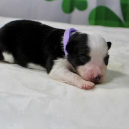 Tulip - Black tri female Toy Australian Shepherd puppy in Bauxite, Arkansas from J and B Mini Aussies