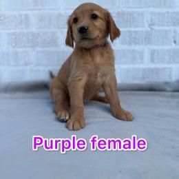 Purple - Golden female Golden Retriever puppy in Salt Lake City, Utah from Soaring golden retrievers