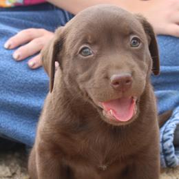 Las Vegas Boise Sunny - Chocolate female Labrador Retriever puppy in Spring Creek, Nevada from Badland Kennel