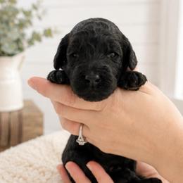 Orange collar - Black male Goldendoodle puppy in Christiana, Tennessee from Rechlicz Family Doodles